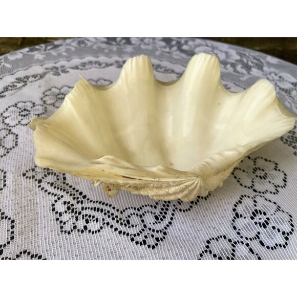 Vintage Small Clam Shell Beach Cottage Decor 6.5x5 - Picture 8 of 8